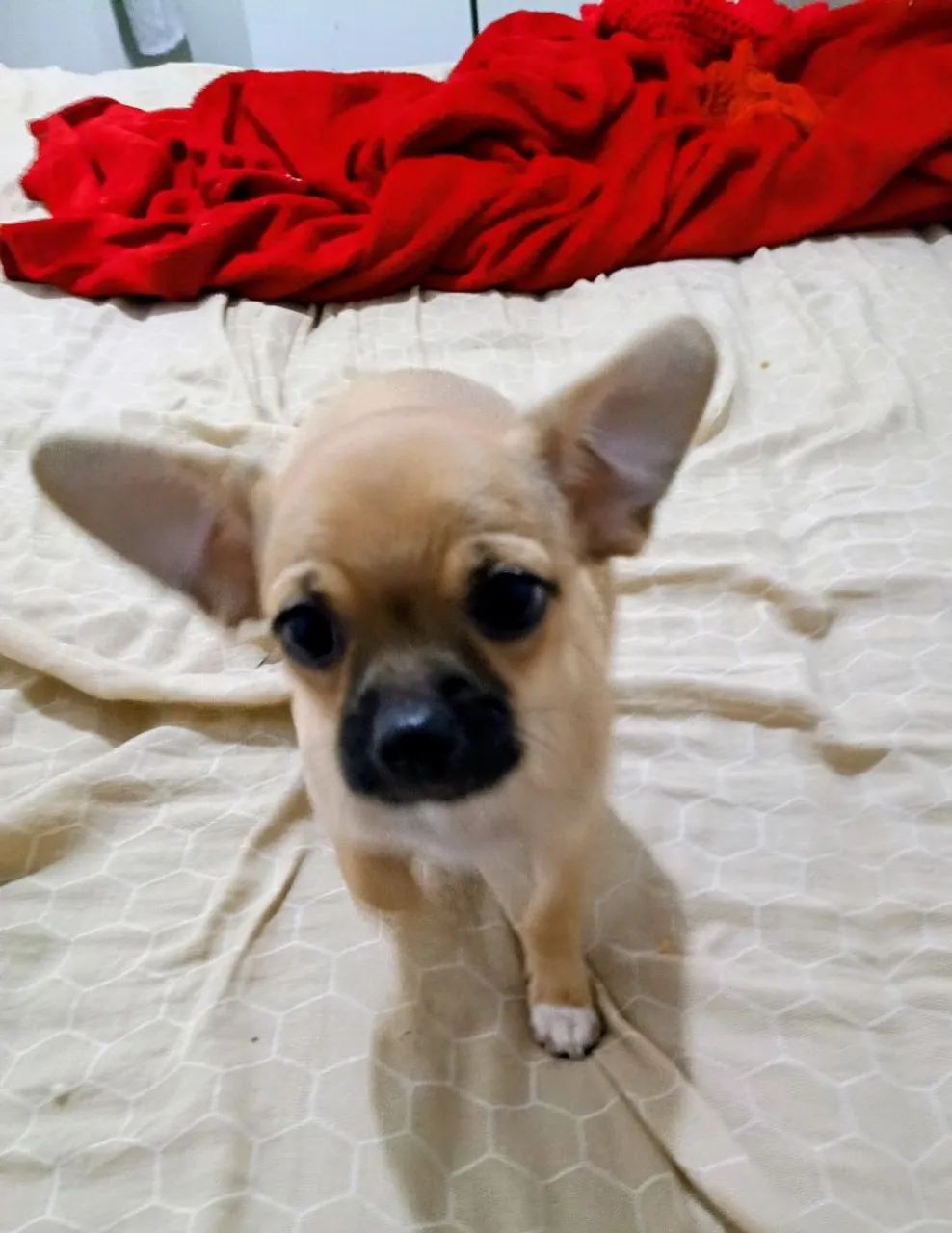 Bebê Chiuahua  - Foto 2