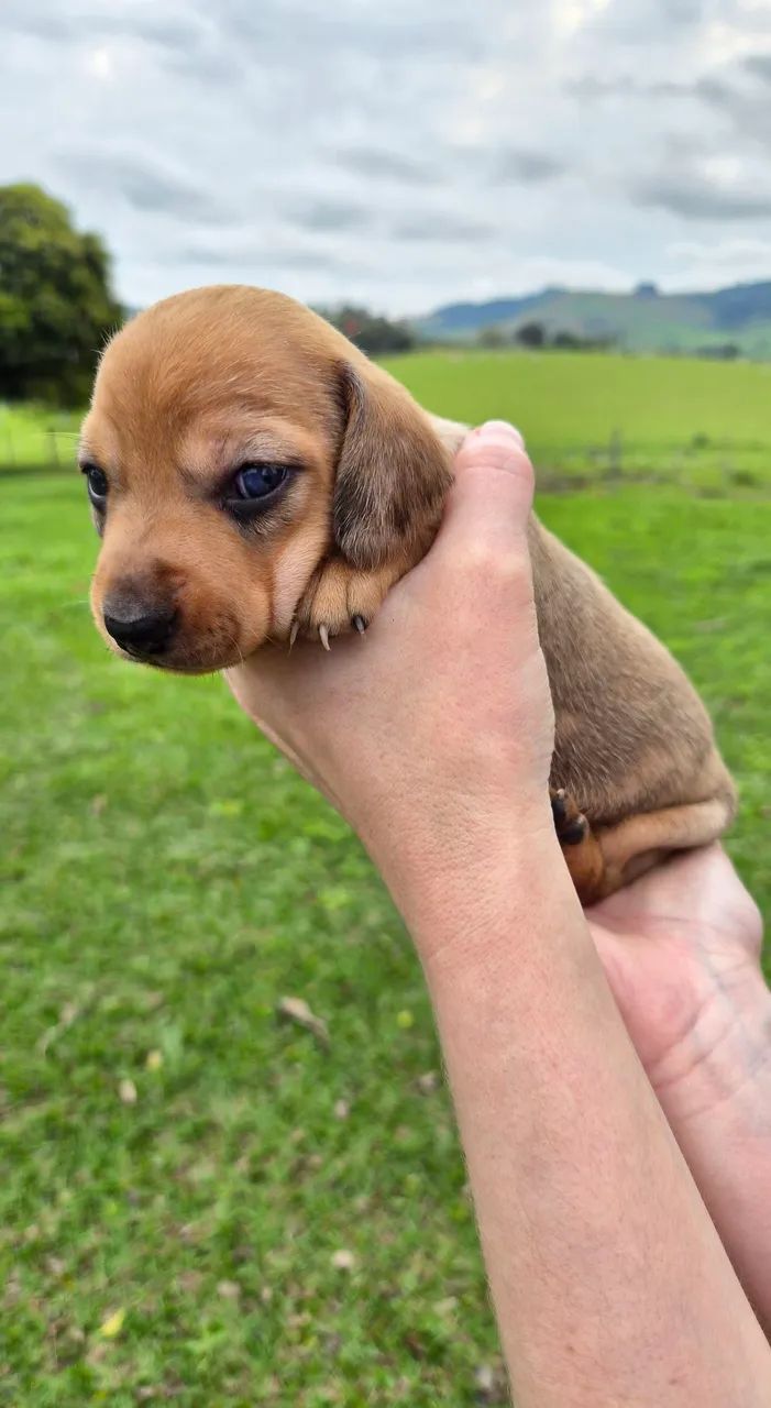Filhotes Dachshund - Foto 2