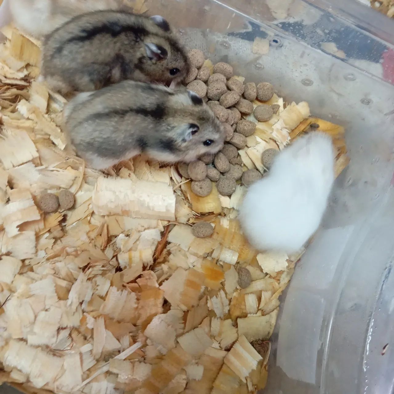 Hamster e coelhos  - Foto 2
