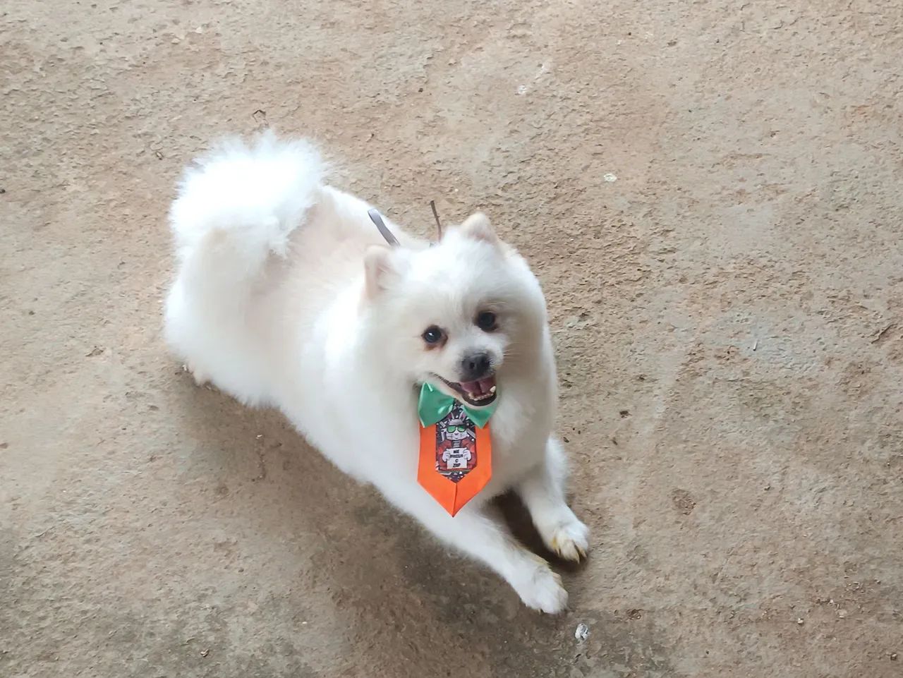 Spitz Alemão Macho