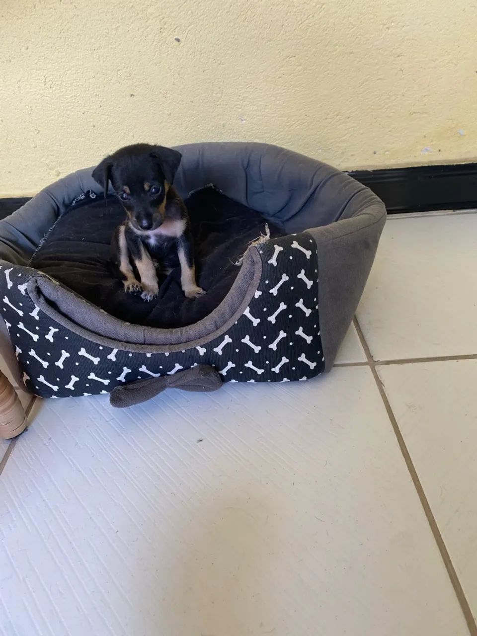 Pinscher 01 - Foto 4