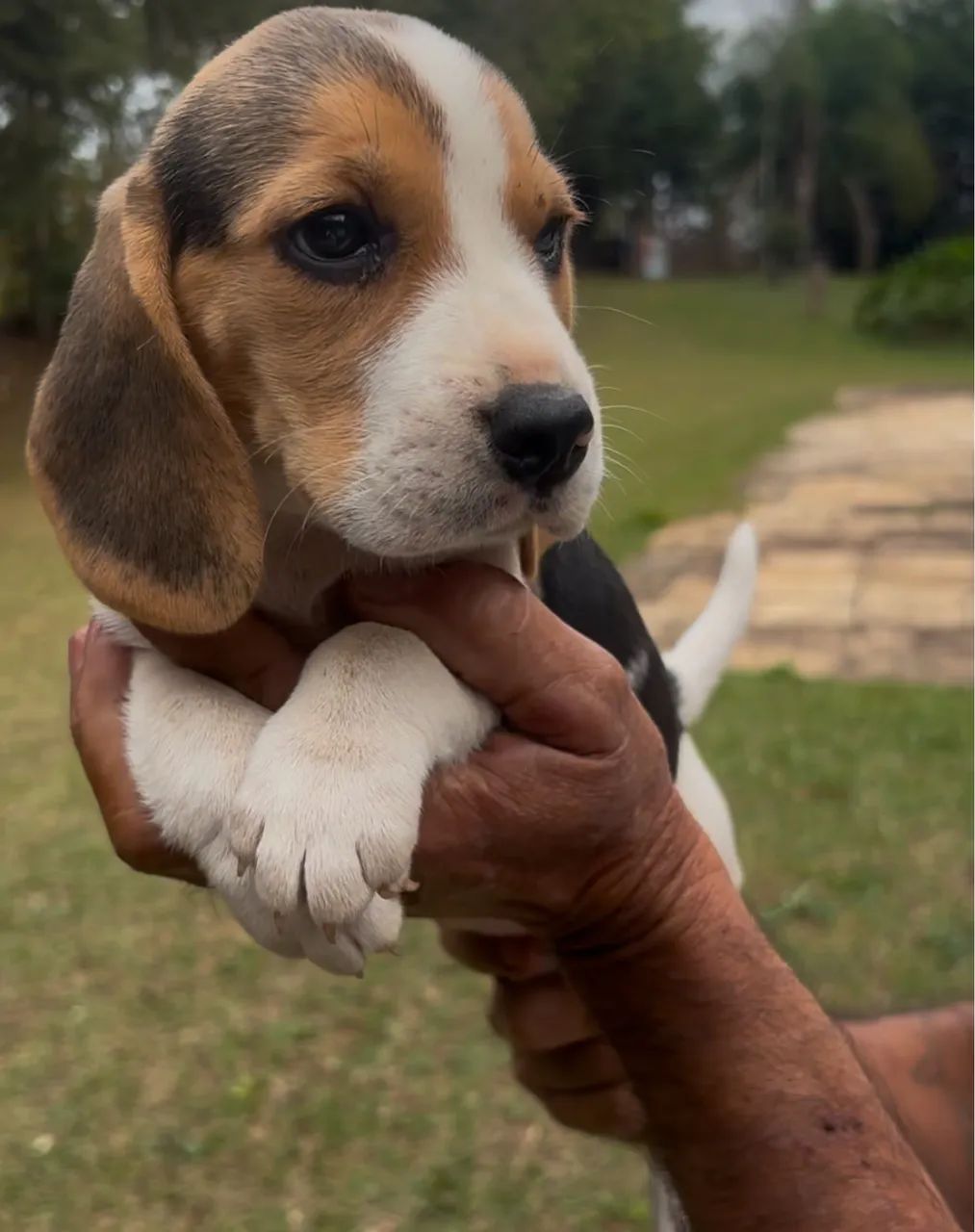 Filhotes de beagles  - Foto 2
