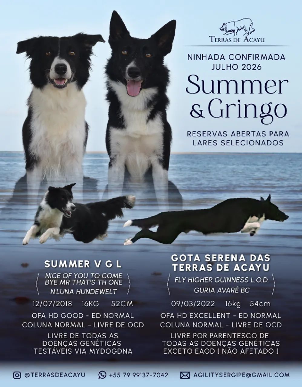 Filhote de Border Collie - Foto 4