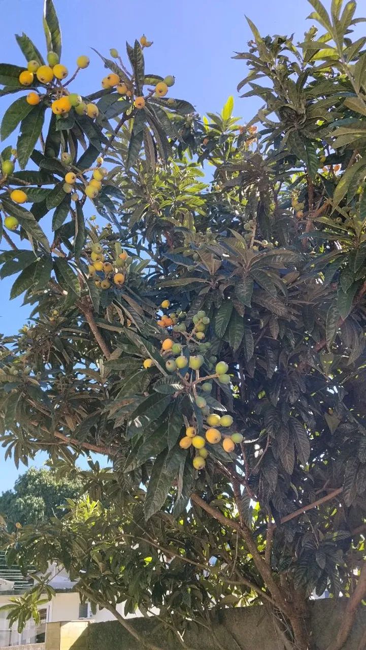 Mudas de nispero ( ameixa amarela )  - Foto 3