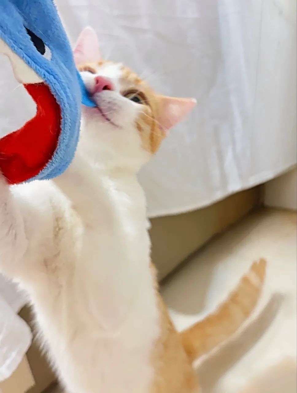 Fêmea de 6 Meses Castrada para Adoção  - Foto 5