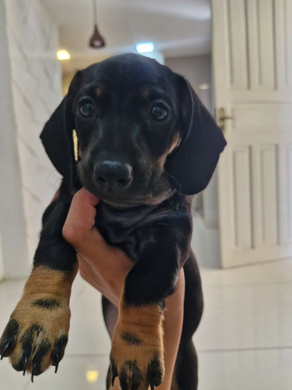 Cachorra salsicha (dachshund) - Foto 3