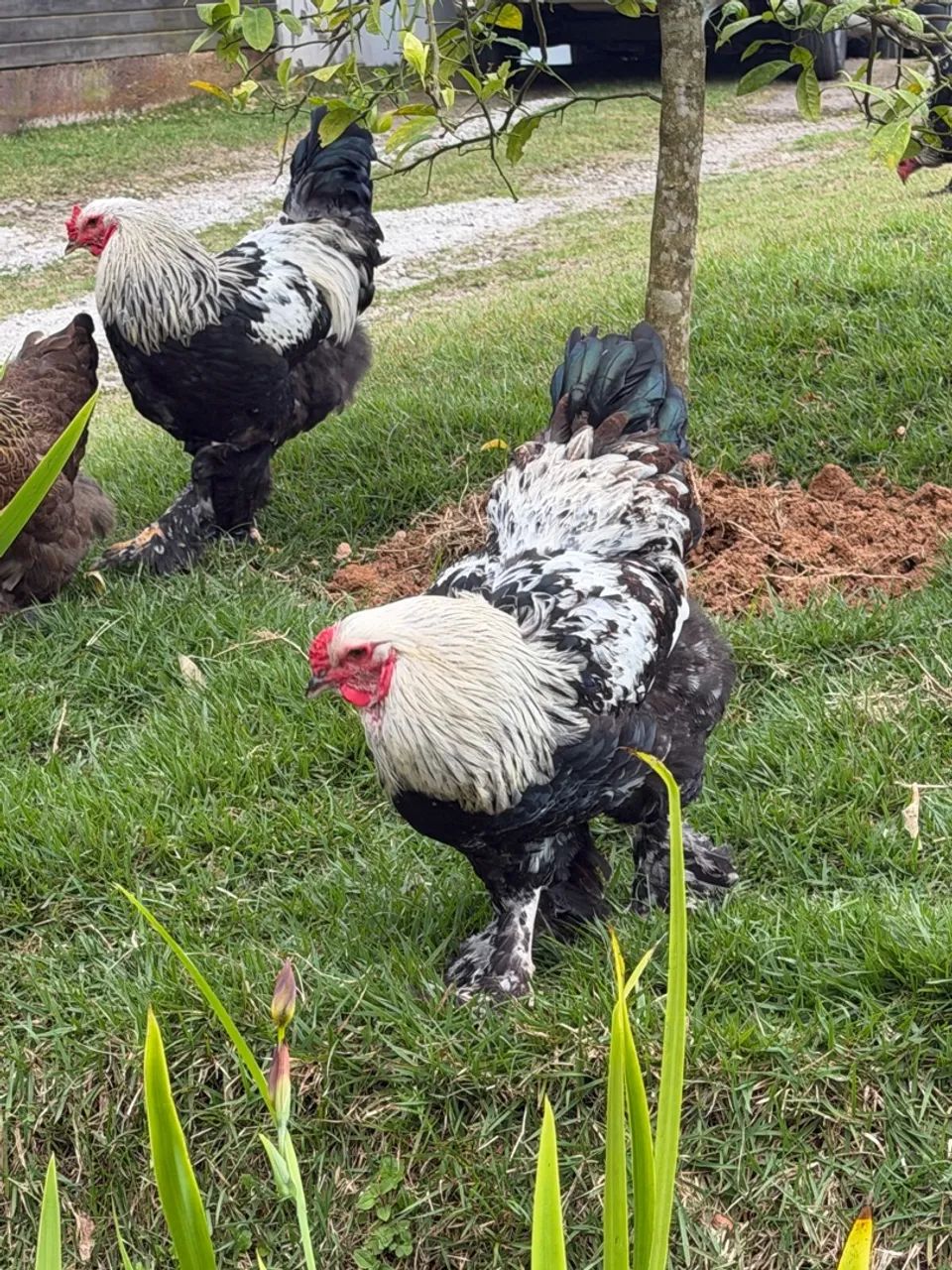 Vendo Galos Brahma - Foto 3