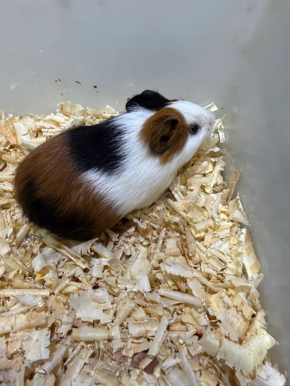 Porquinho da Índia 