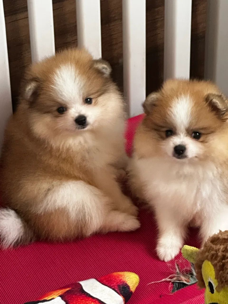 Spitz alemão  - Foto 2