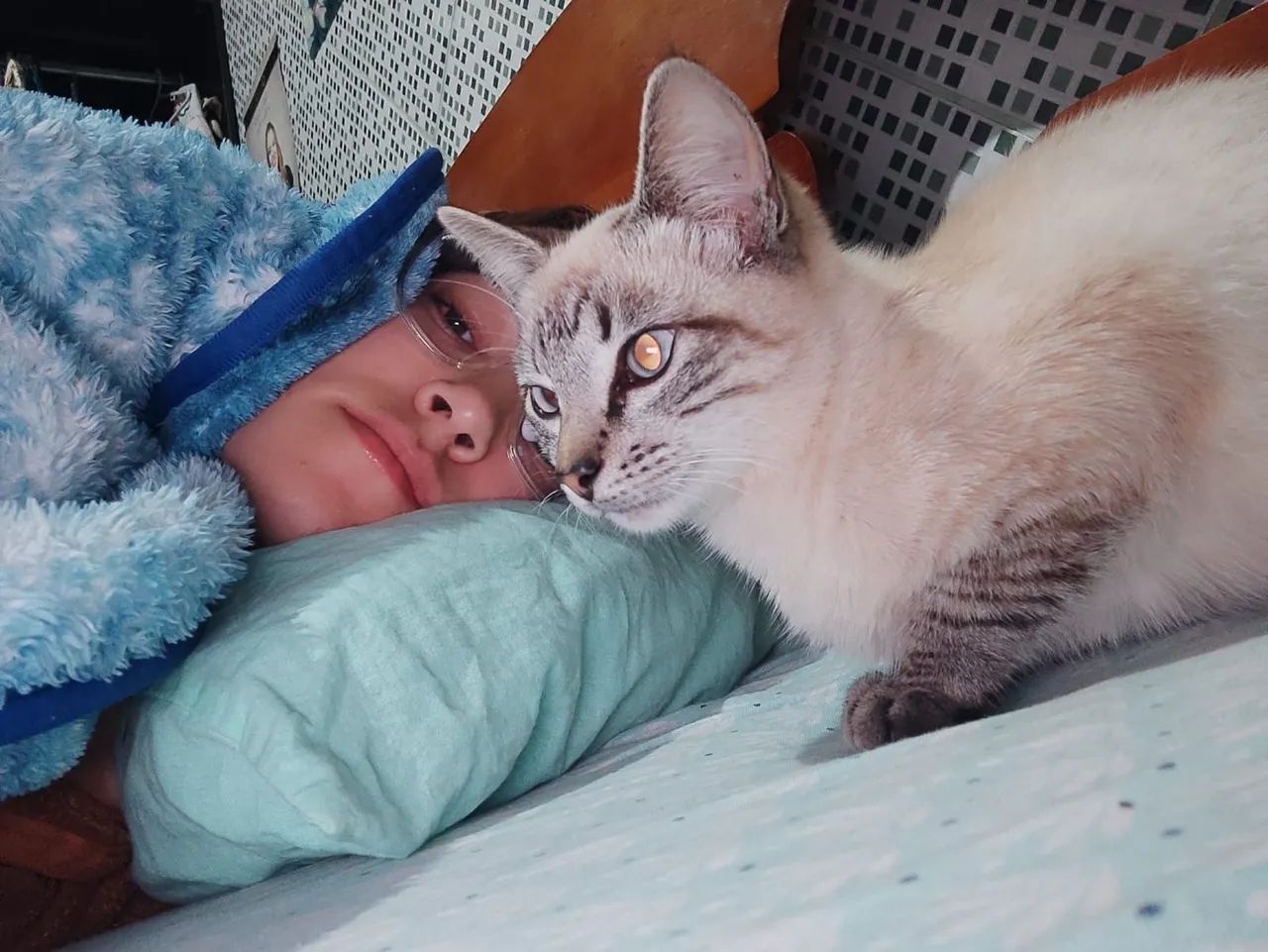 Doação de Gato 