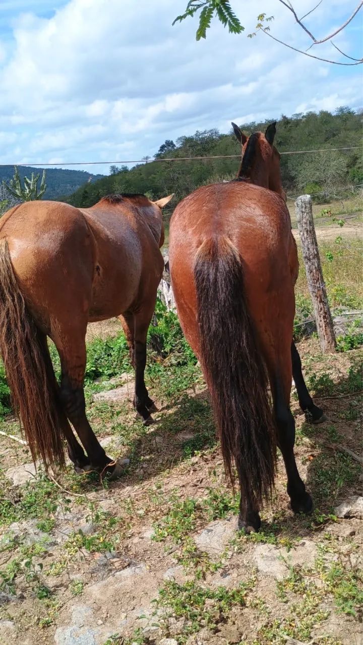 OPORTUNIDADE - POTRO CASTANHO COM PASSADA - Foto 2