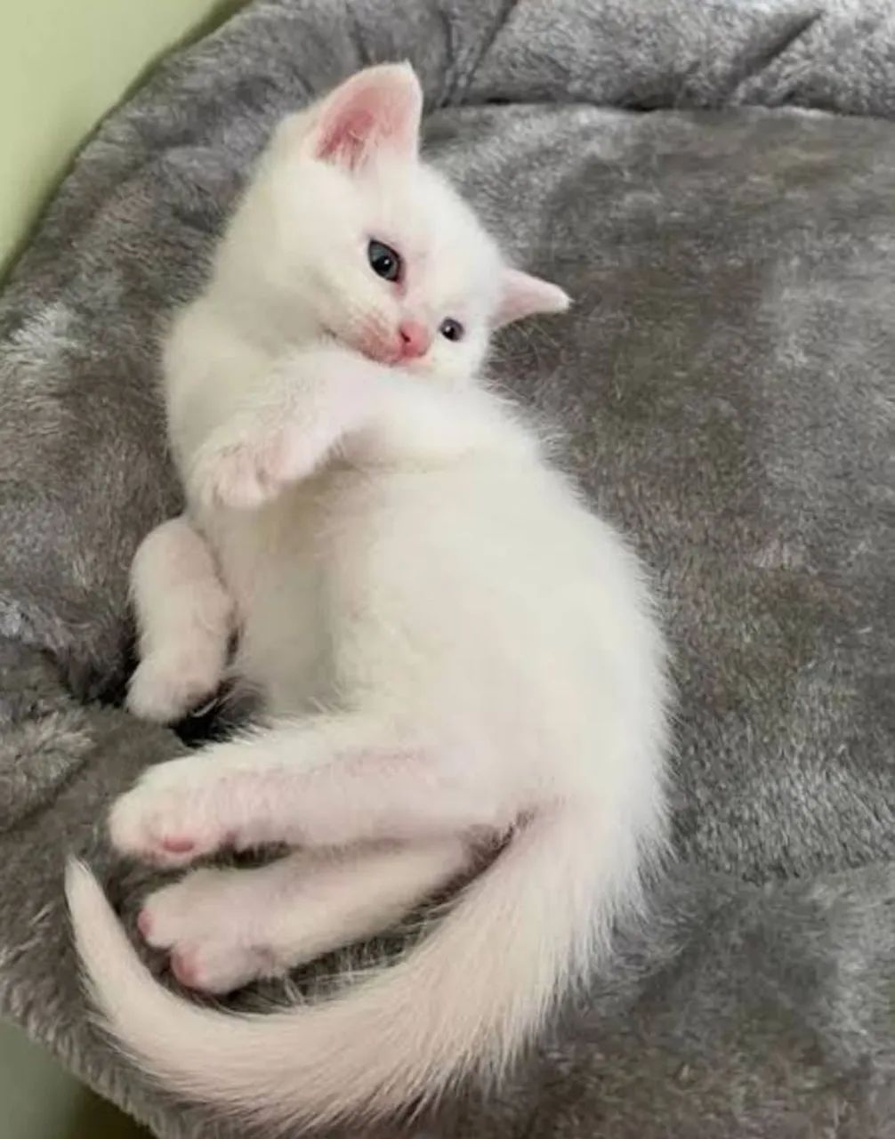 Gatinho angorá macho Branco disponível  - Foto 2