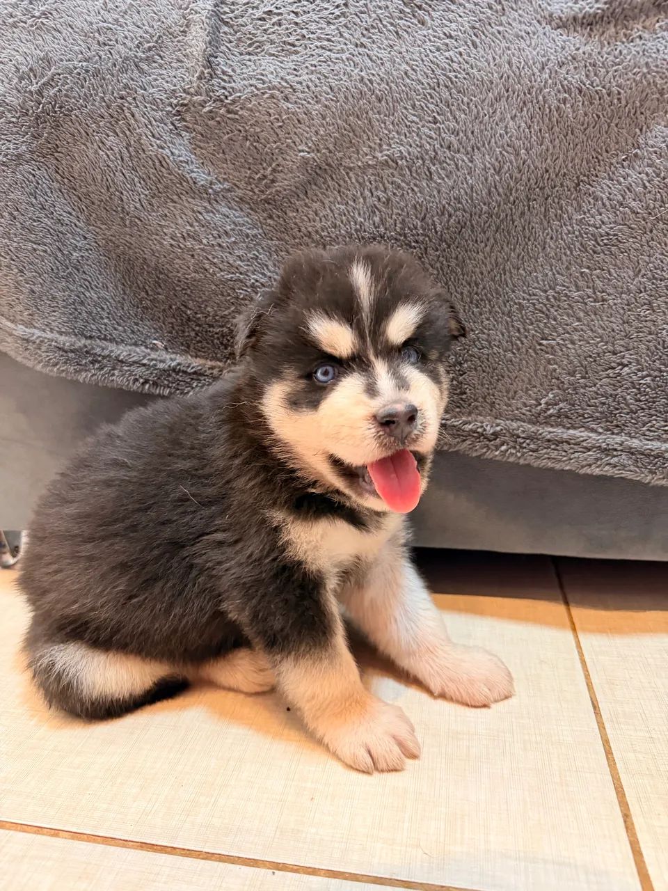 Husky siberiano - Foto 4