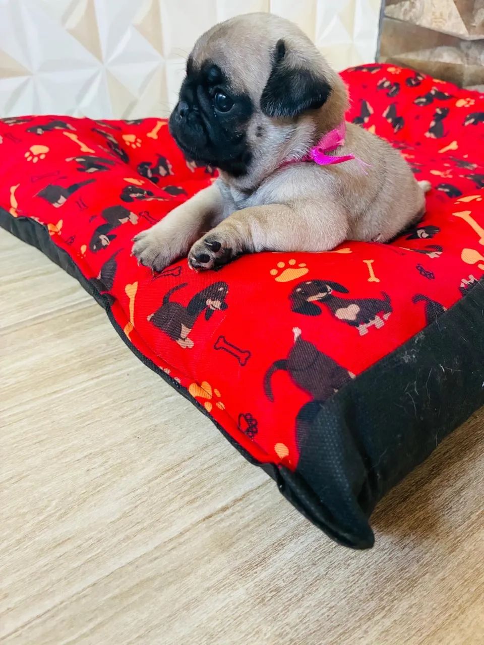 Pug - Foto 3