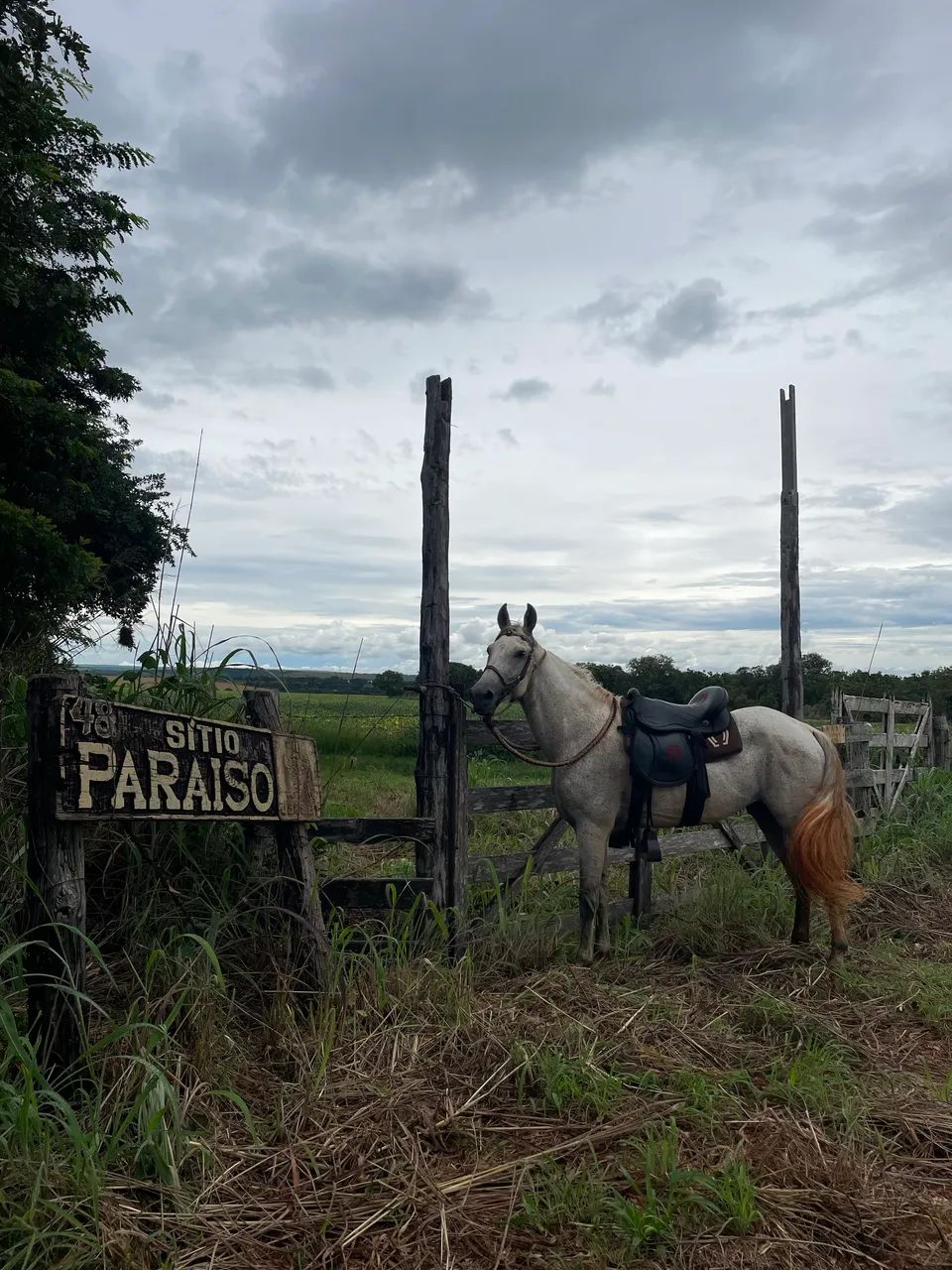 Cavalo mangalarga marchador