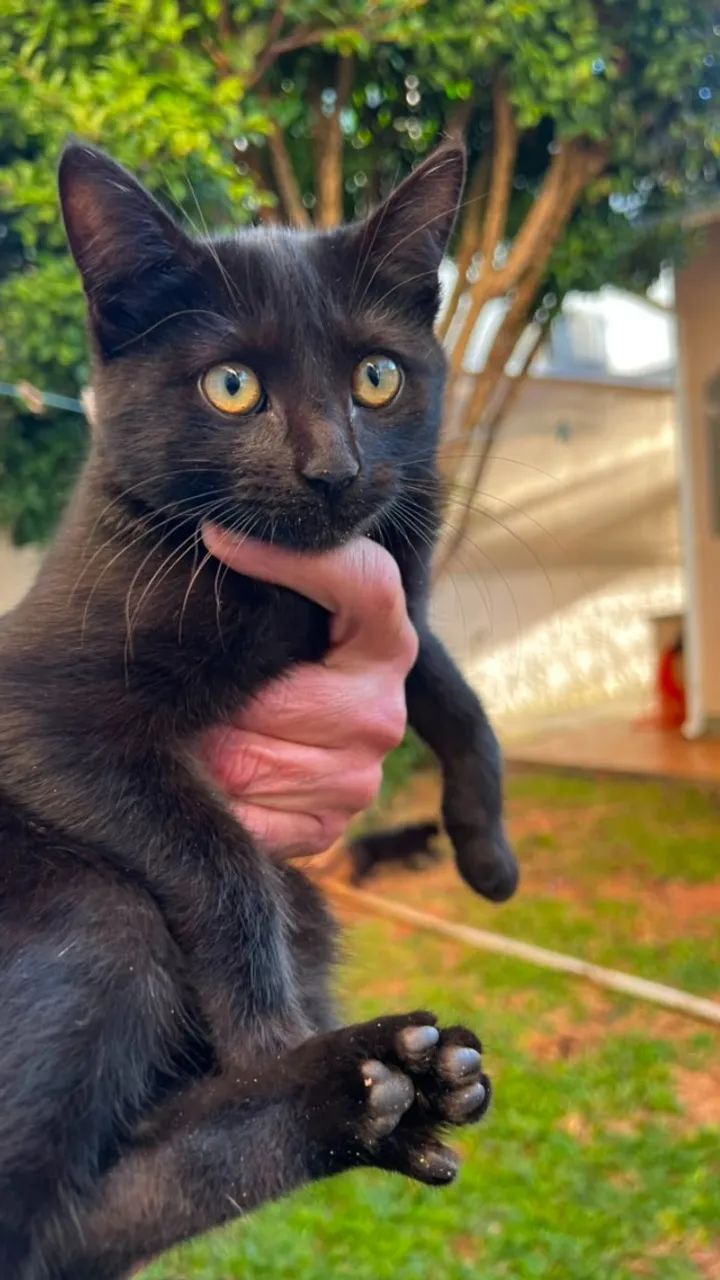 Adoção Gatos filhotes - Foto 3