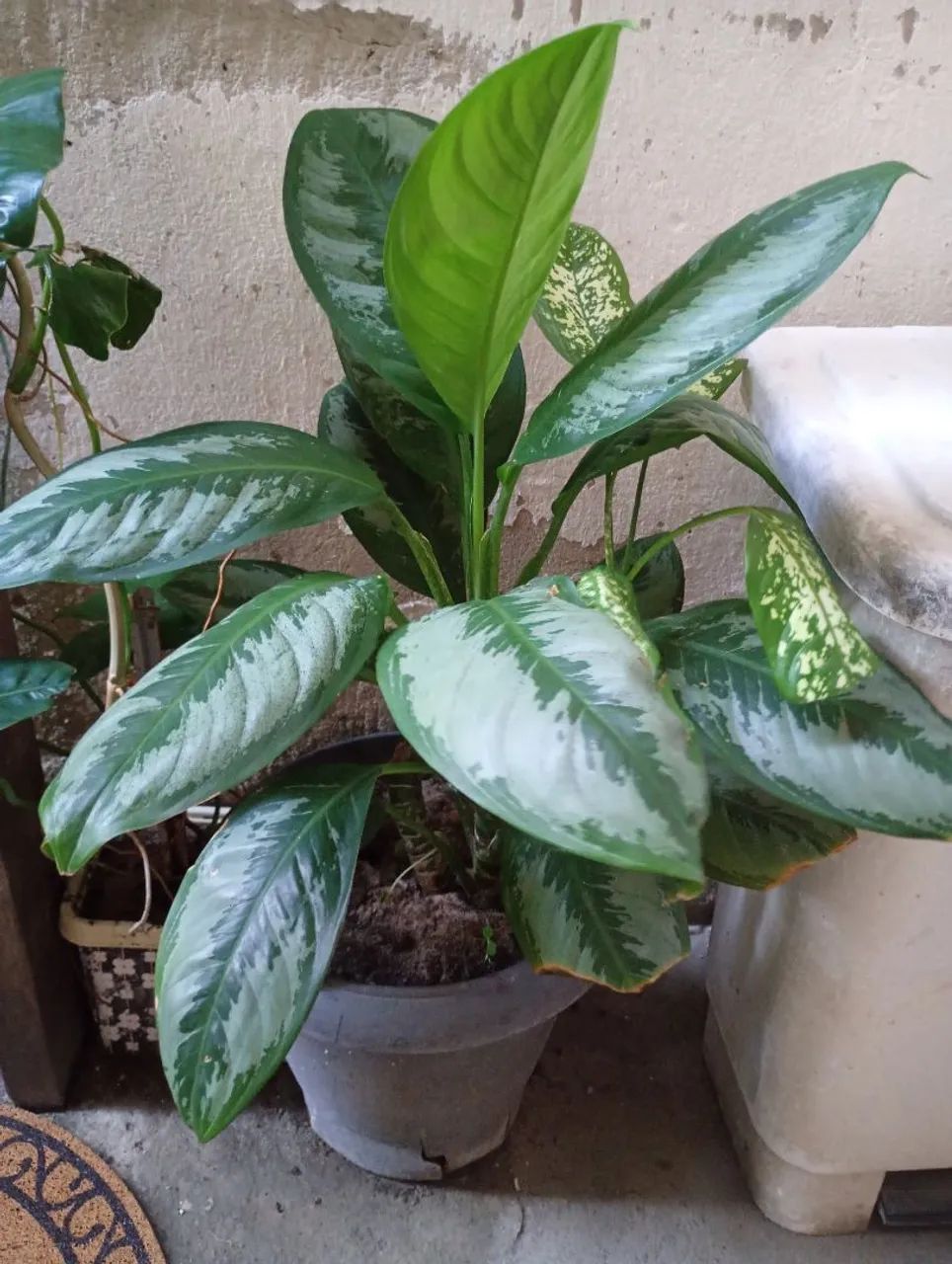 Planta Comigo ninguém pode 