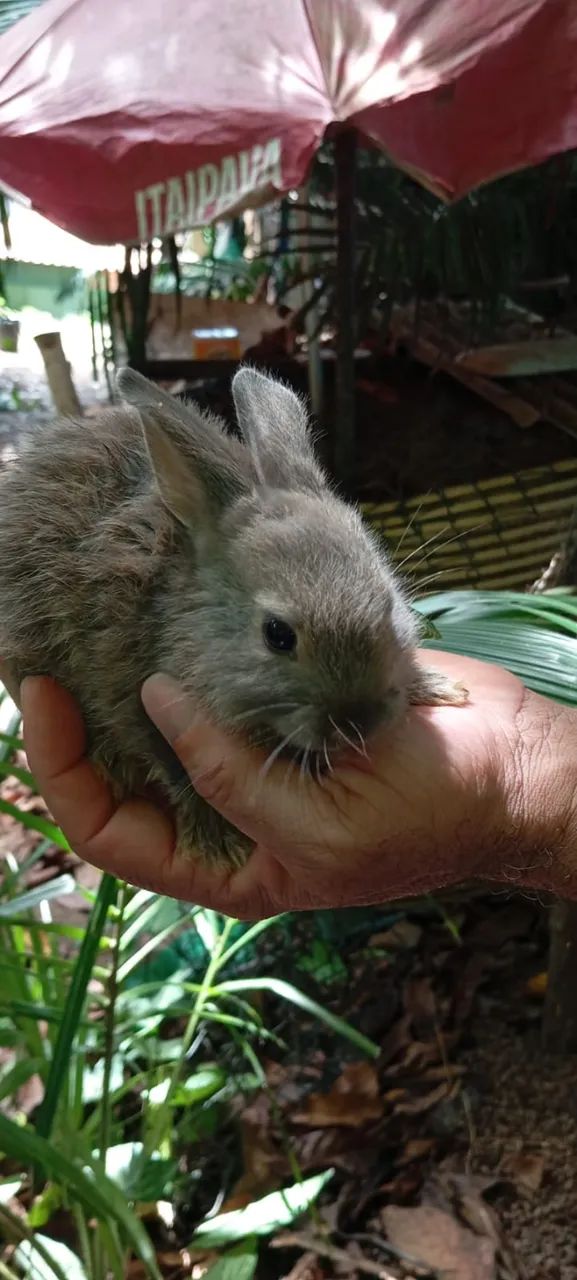 Filhotes de Coelho da Raça Rex - Foto 3