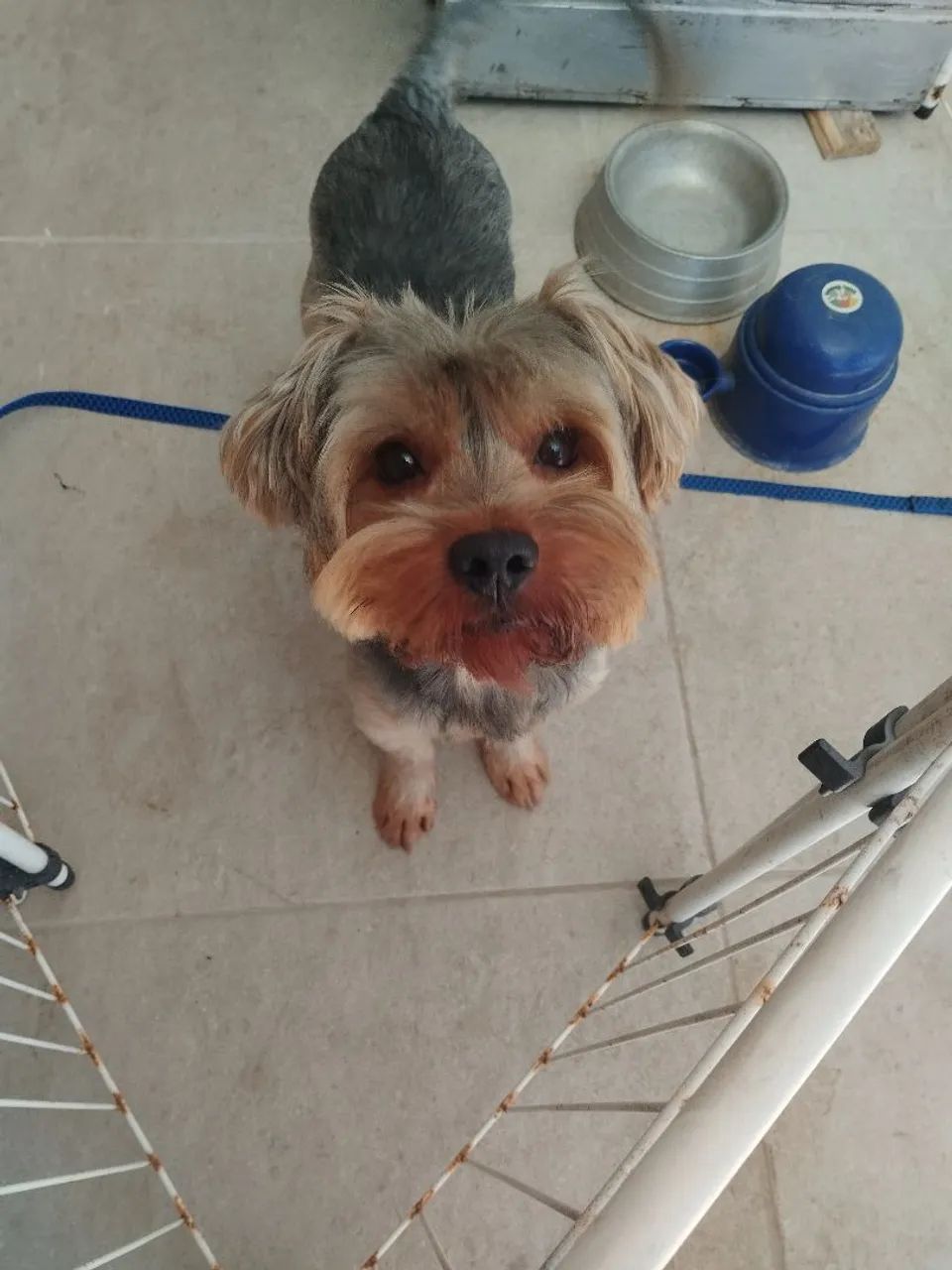 Yorkshire Terrier 