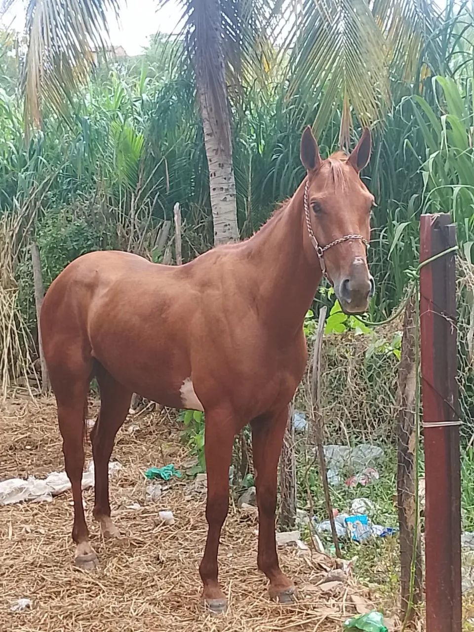 Égua de qualidade  - Foto 5