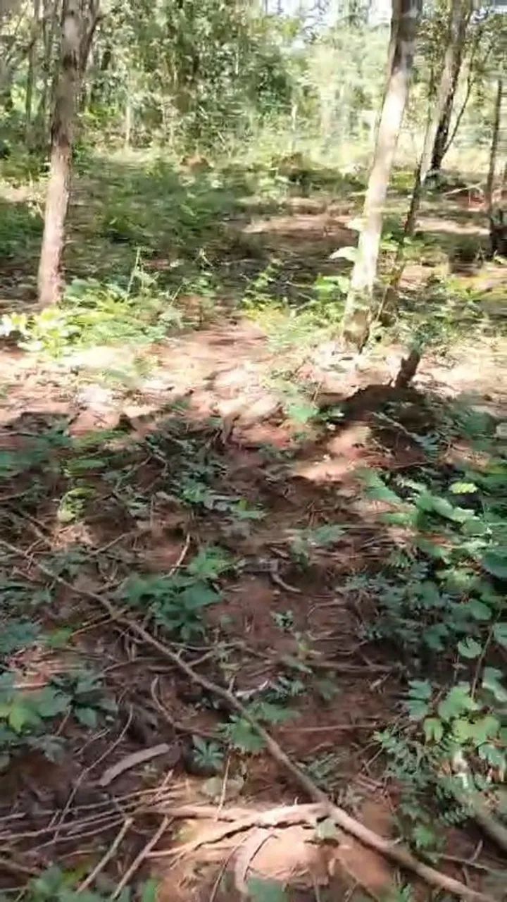 Terreno rural - Foto 4