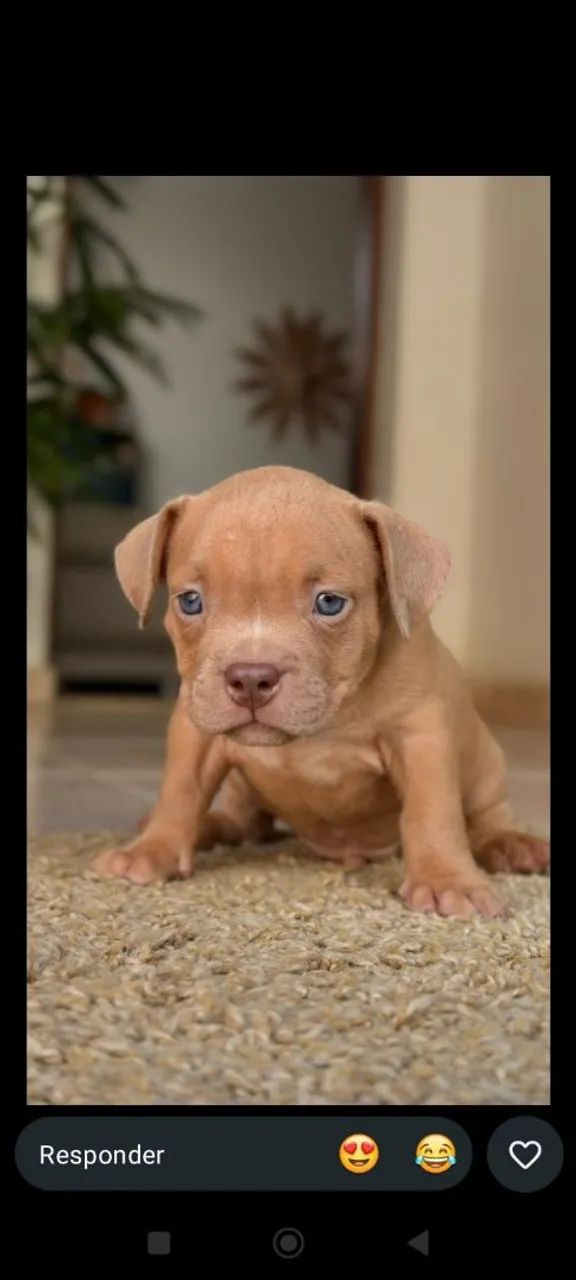 American bully MICRO  - Foto 2