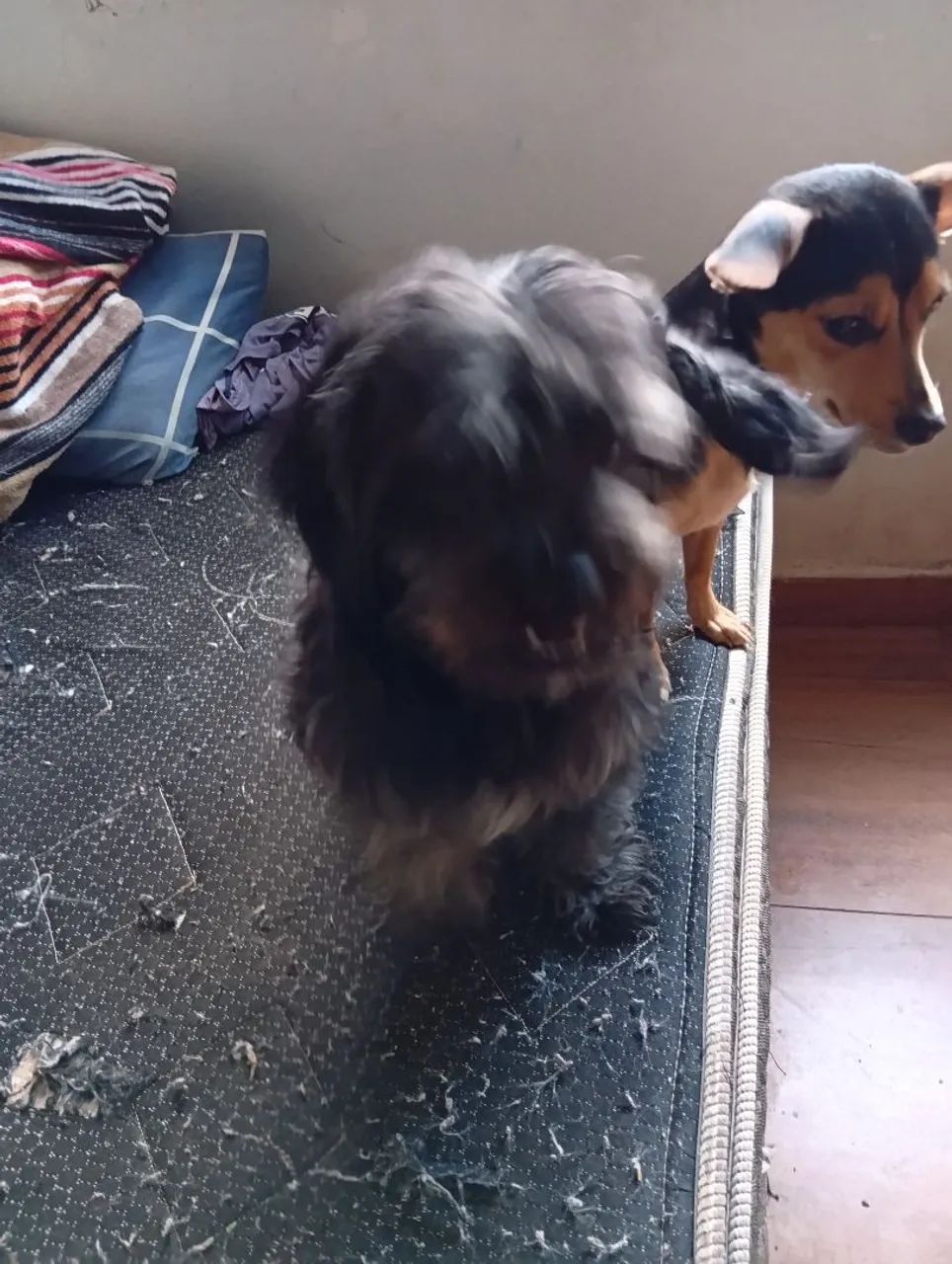 Doação de dois cachorros - Foto 5