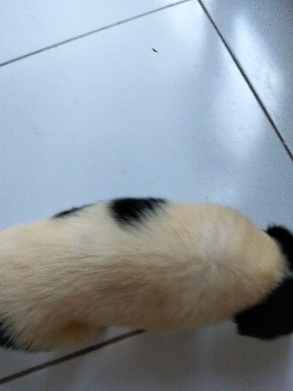 Cachorro  - Foto 5