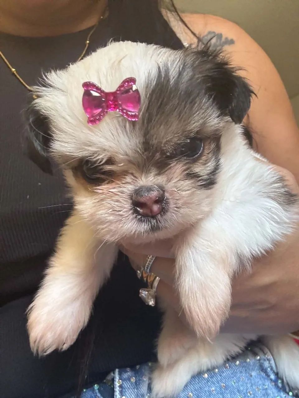 Vende-se cachorro Shitzu 