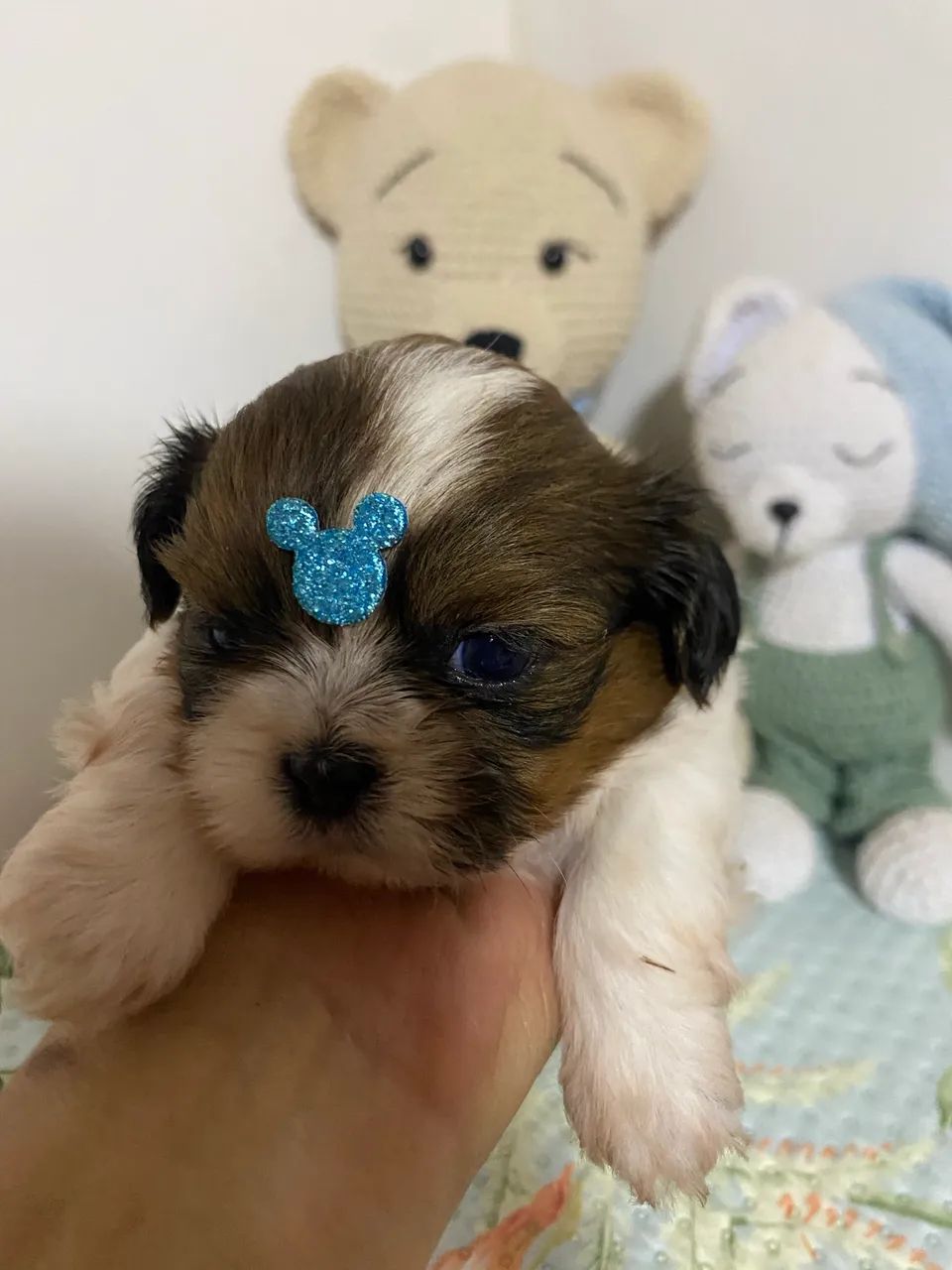 Filhotes de Shihtzu  - Foto 4