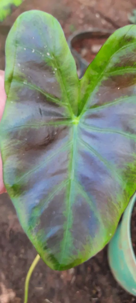 Colocasia Aloha  uma muda - Foto 2