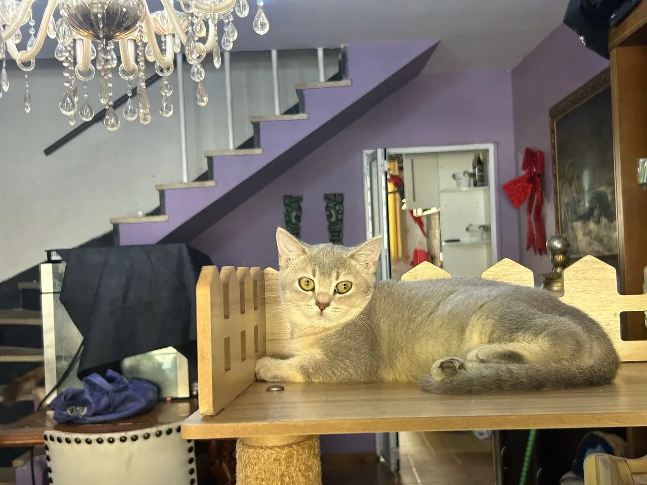 British femea bicolor. 3 meses com pedigree!  - Foto 6