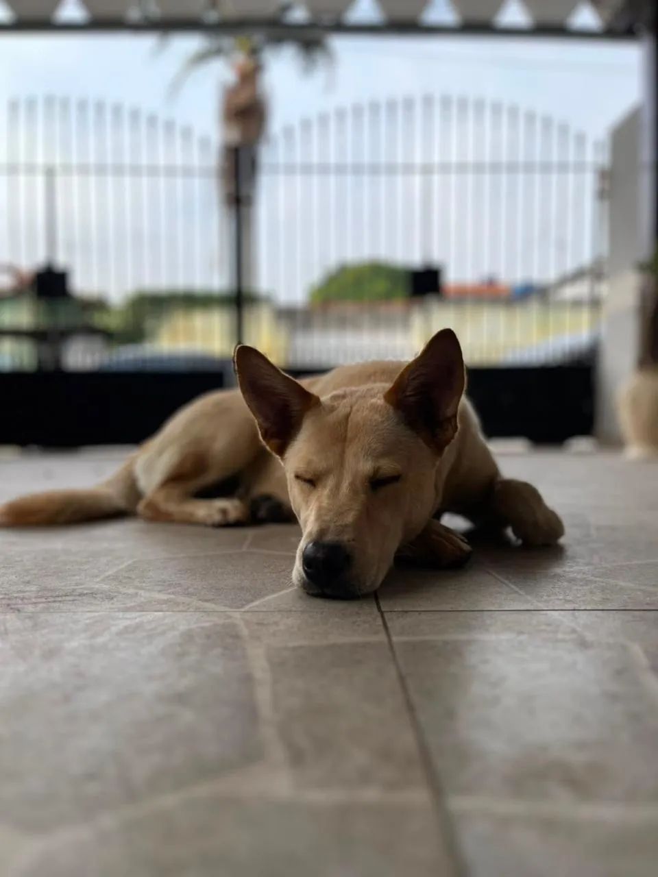 Adoção responsável  - Foto 2