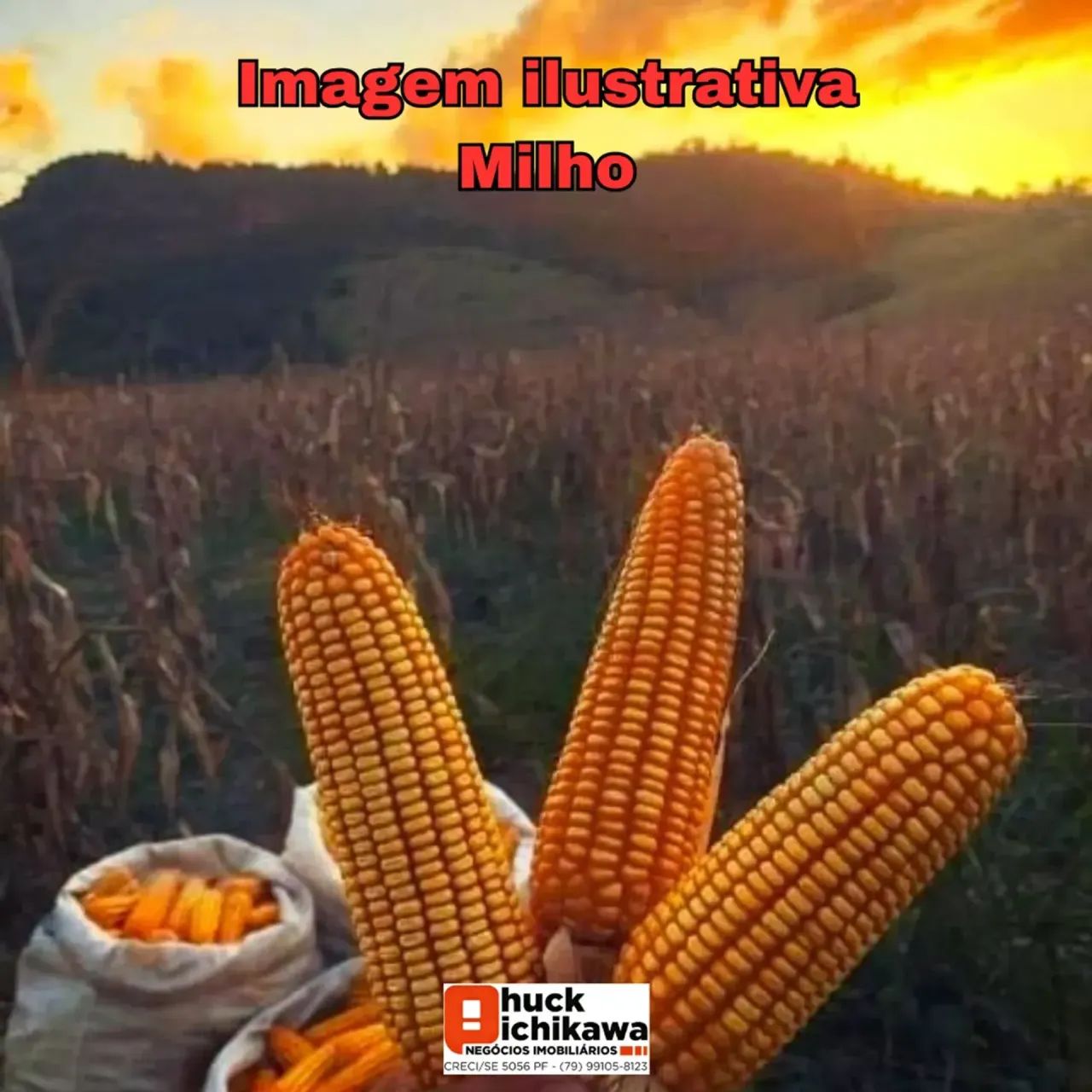 FAZENDA PARA ARRENDAMENTO  DE MILHO  JAPARATUBA/SE