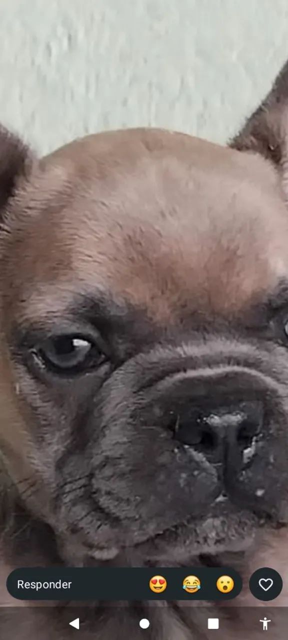 Filhote de Bulldog francês cor  exótica rara macho  - Foto 3