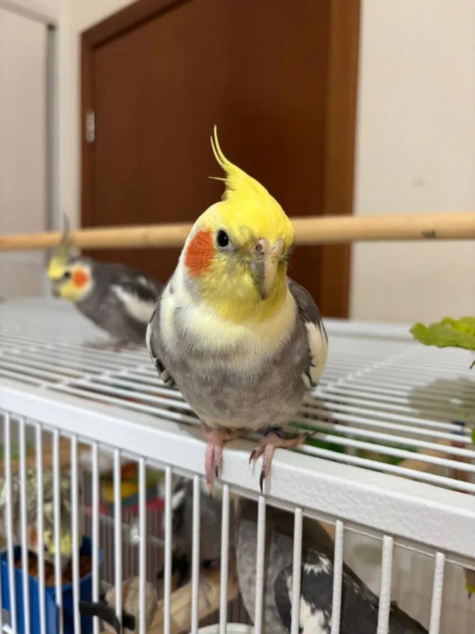 Viveiro Pássaros Calopsita Grande - Foto 6