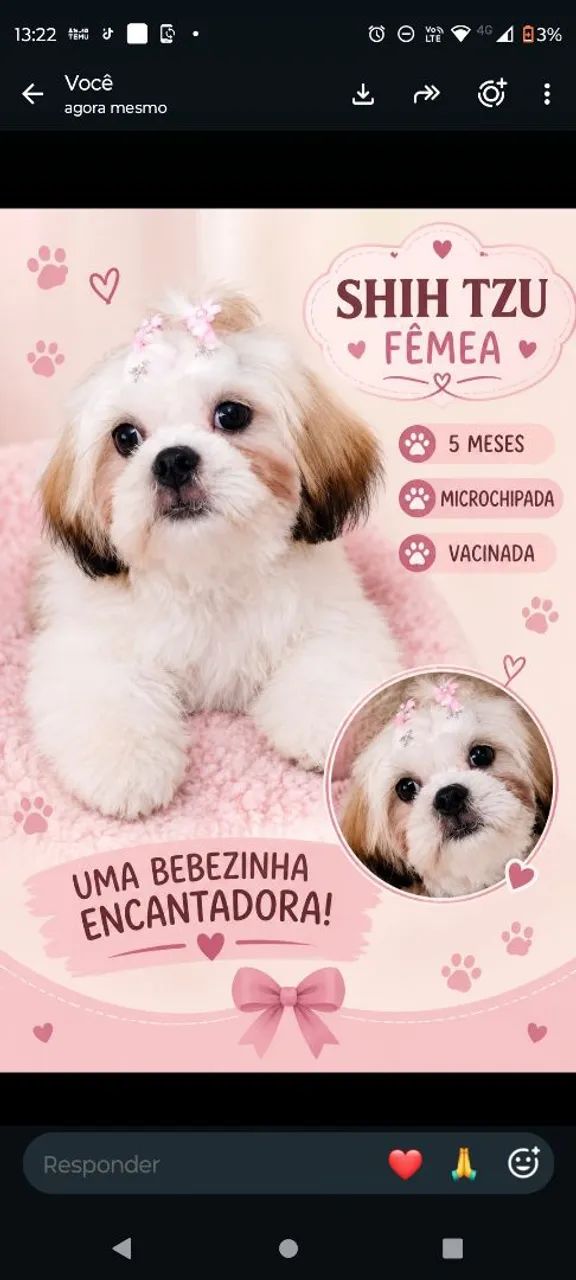Shitzu fêmea a venda 
