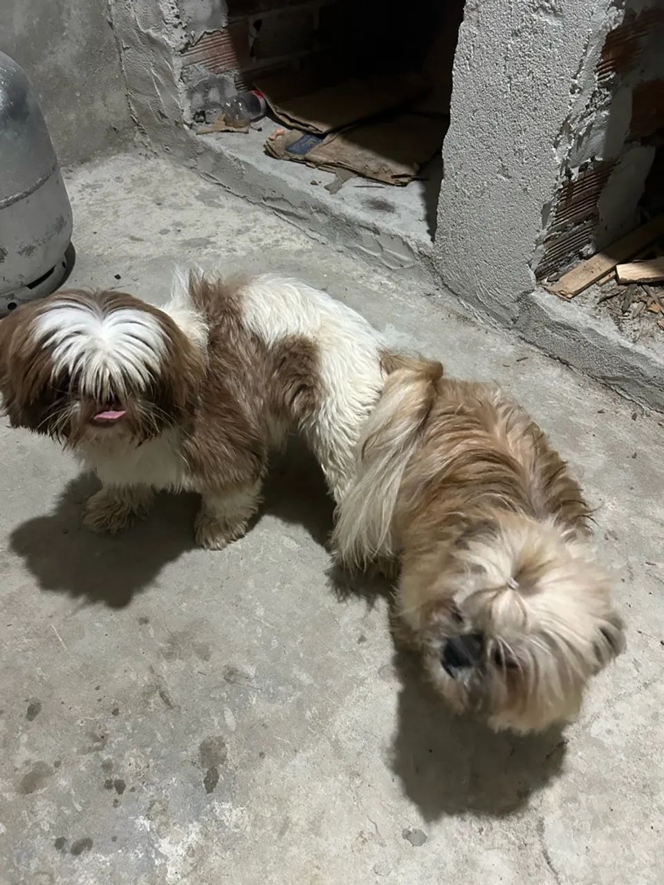 Shitzu para reserva  - Foto 2