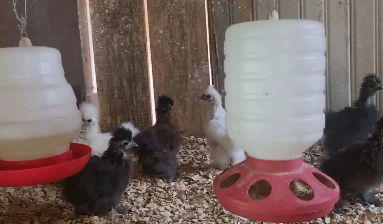 Pintinhos sedosa do Japão  - Foto 2