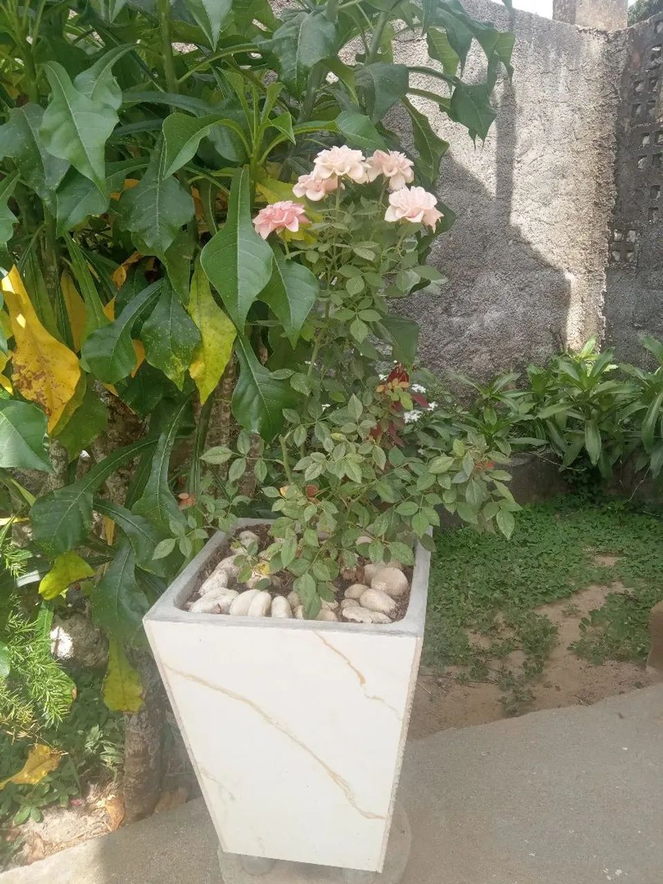 Plantas decorativas  - Foto 5