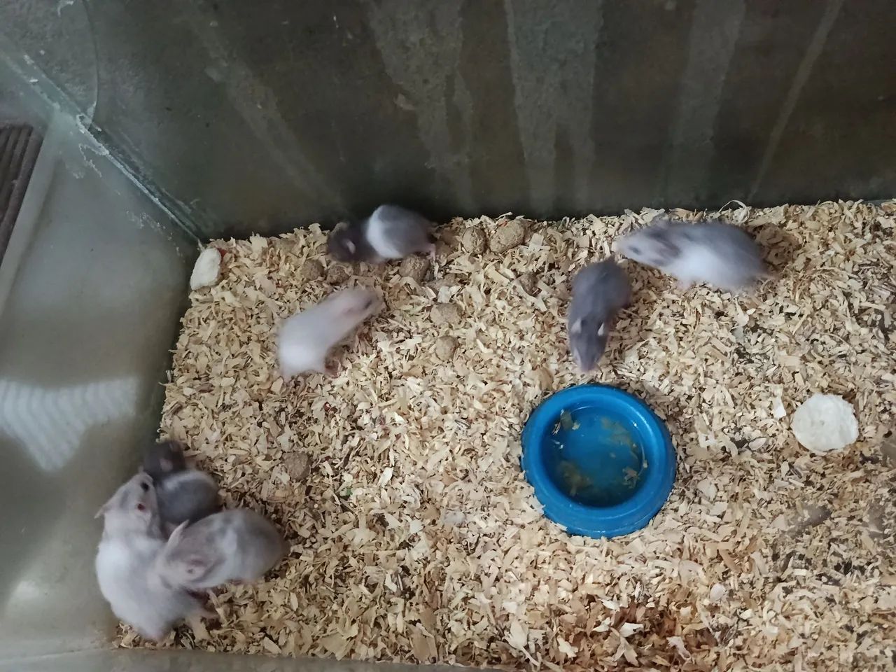 Hamster  - Foto 2