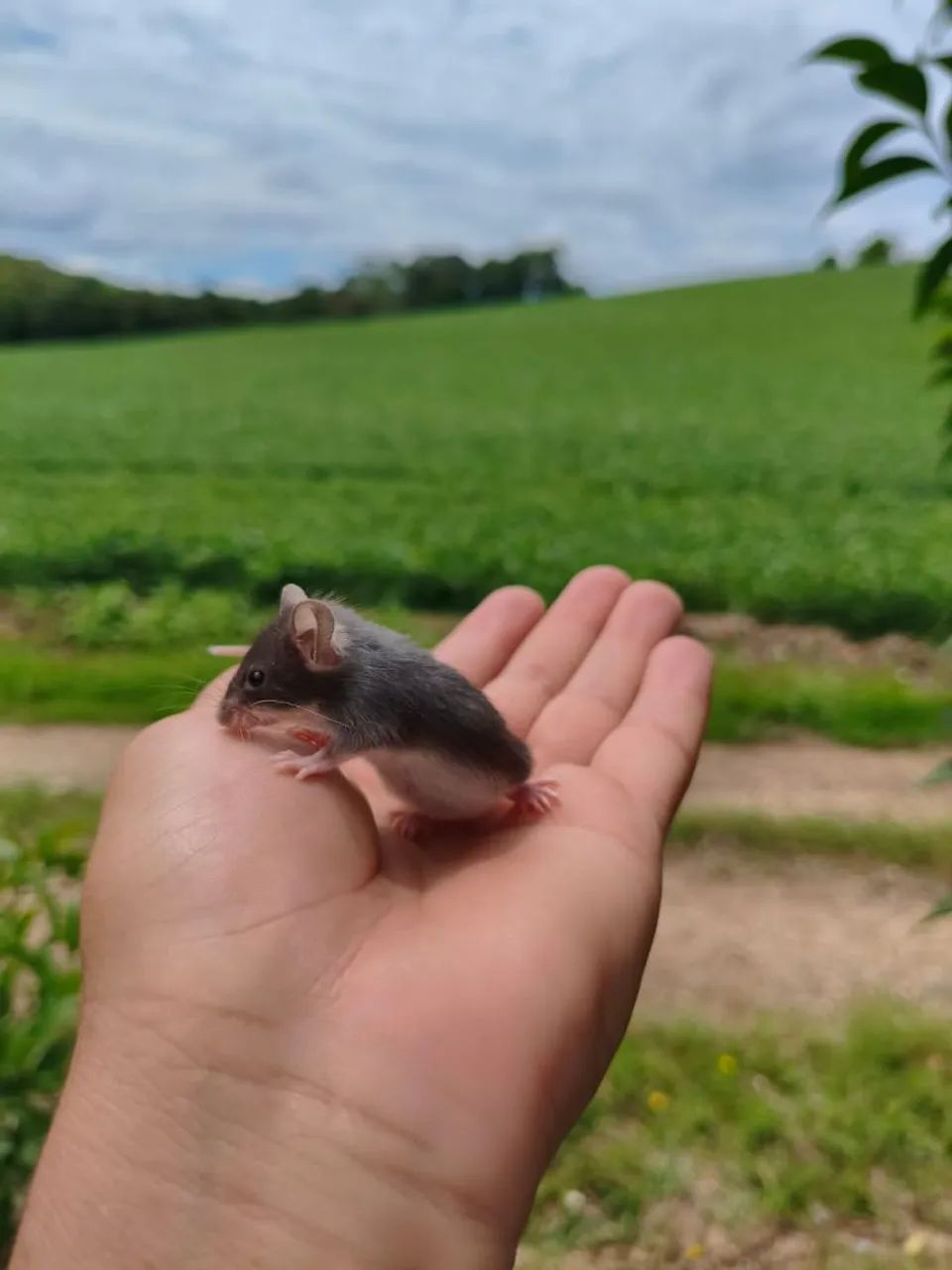 Camundongos  - Foto 5