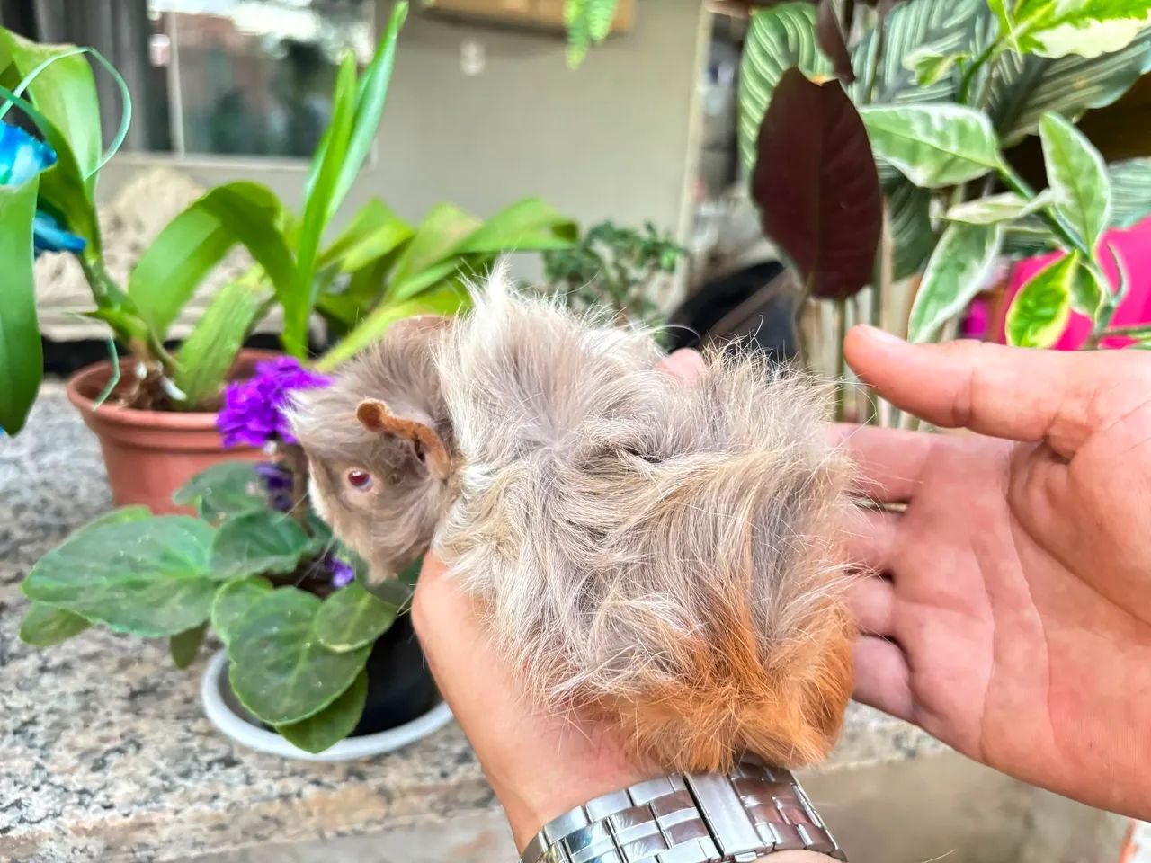 Porquinho da Índia peruanos peludos fêmea e macho  - Foto 5