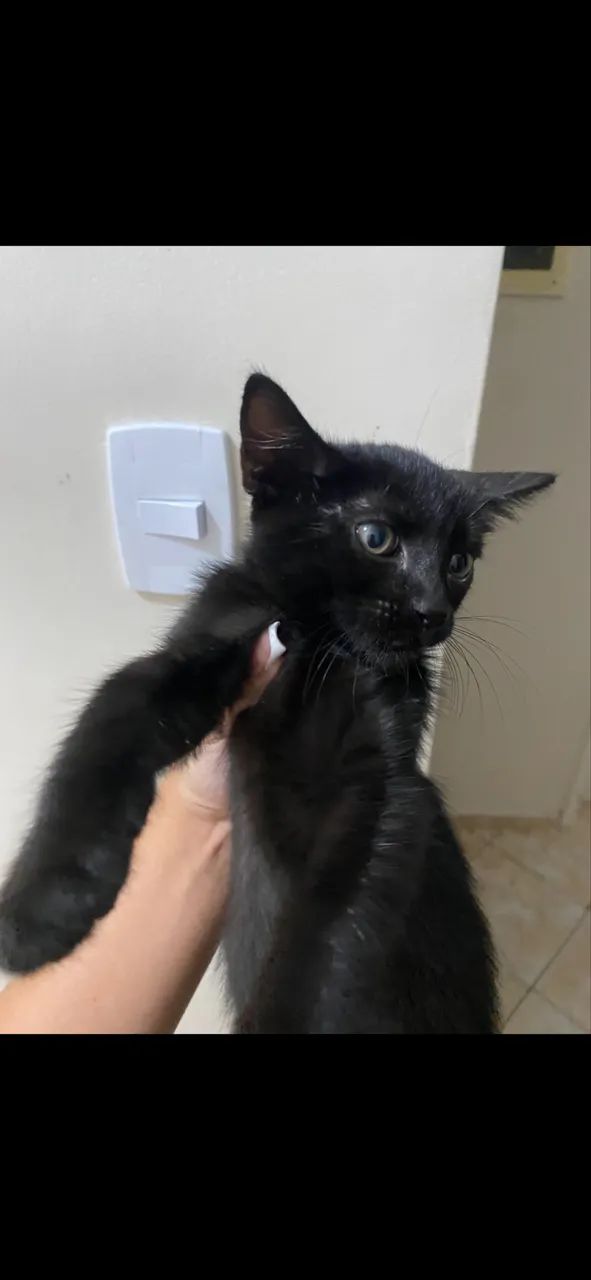 Gatinhos para adoção  - Foto 3
