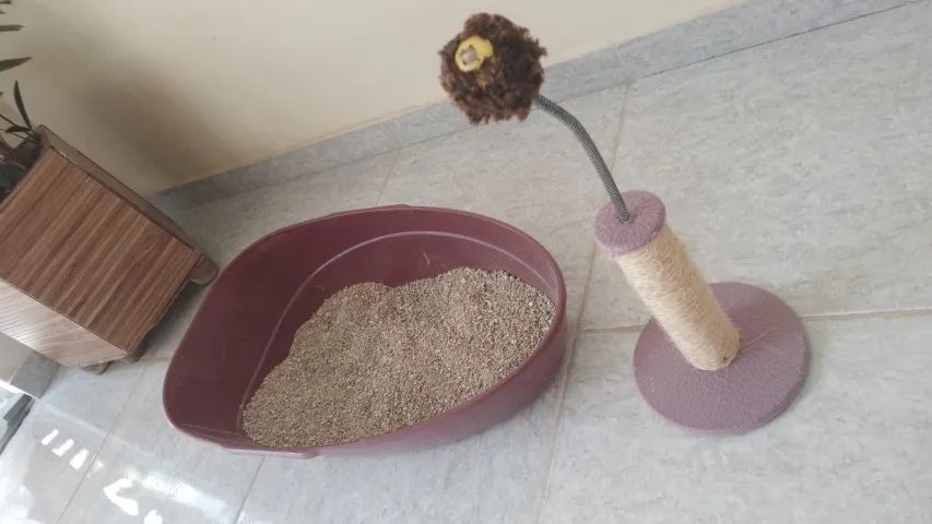 Gata Persa - fêmea  - Foto 6