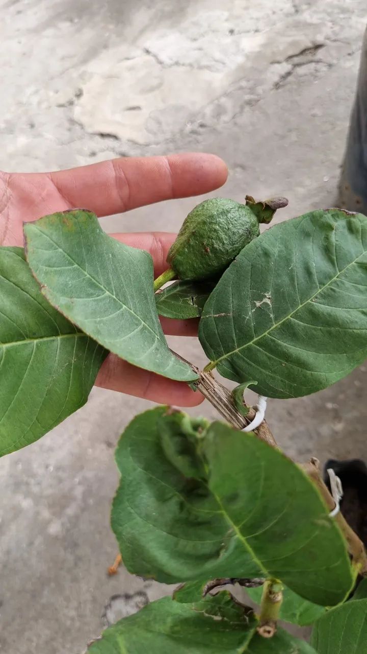 Mudas de Goiaba e Jaboticaba Enxertadas - Diversas Variedades! - Foto 2