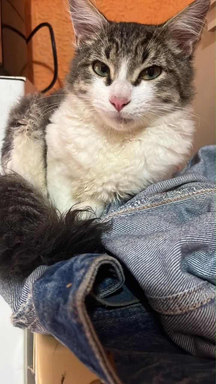 Doação de gatos  - Foto 3