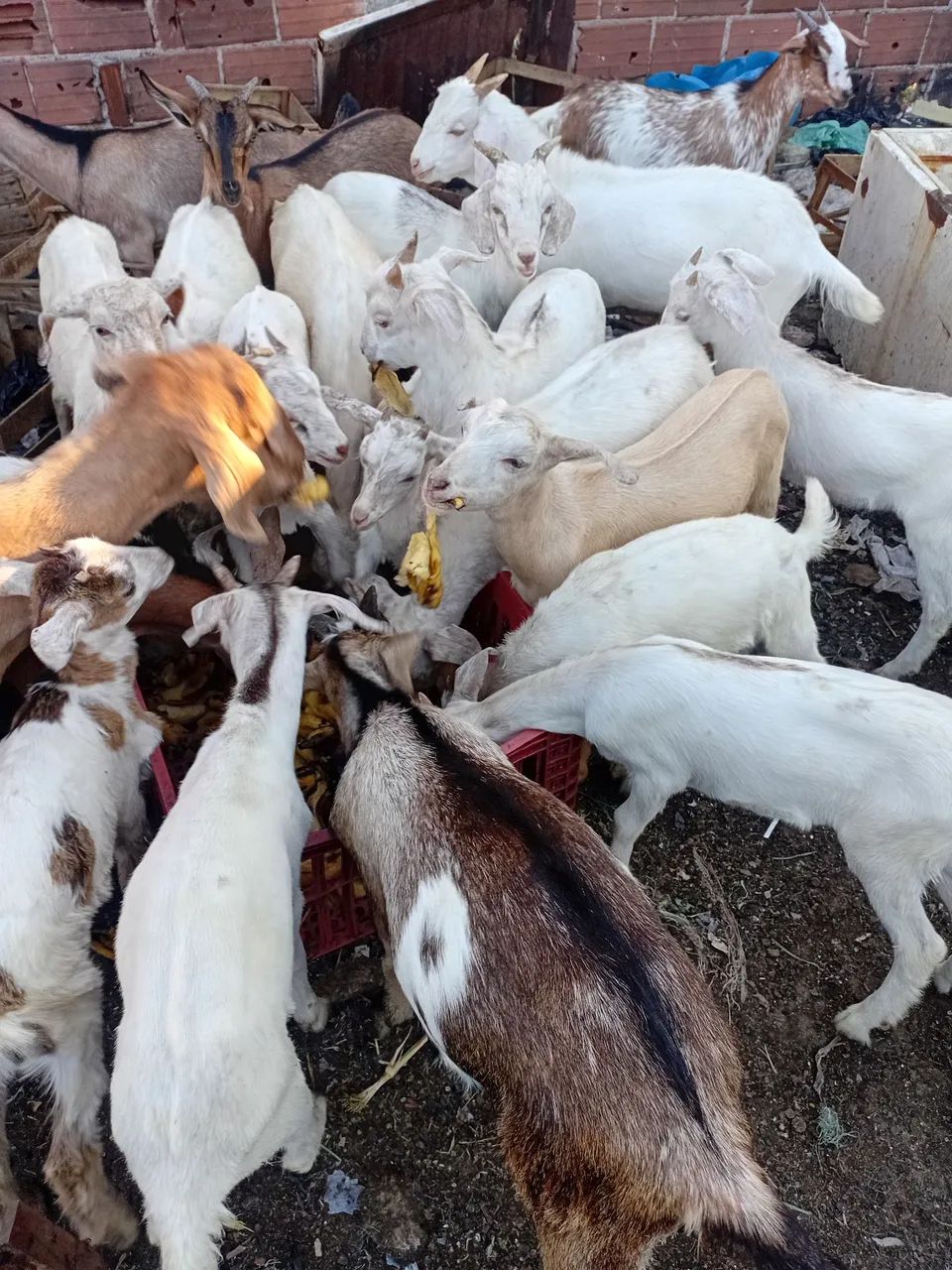 Cabras e cabritos  - Foto 5