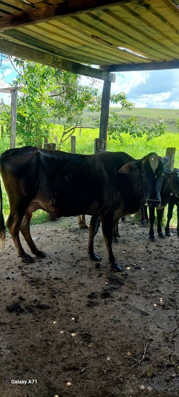 Vacas  leiteiras a vends - Foto 5