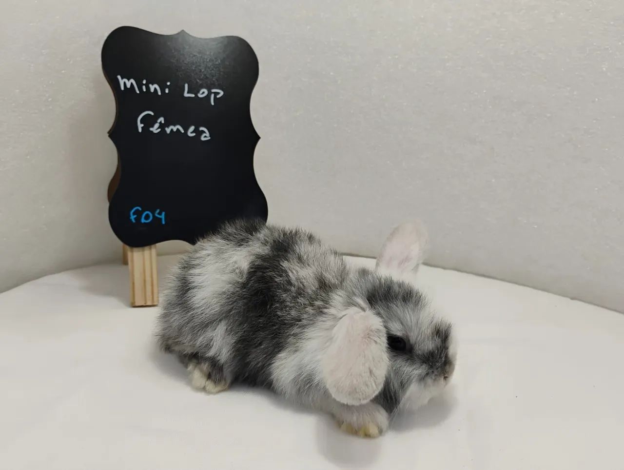 Mini Lop Mini Coelhos  - Foto 2